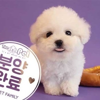 비숑프리제 ♂ 7.30 분양완료