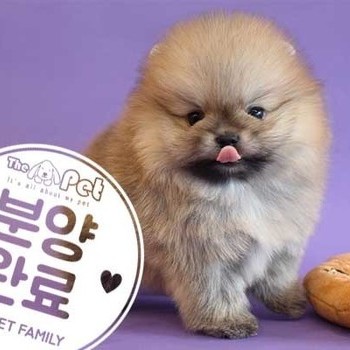 포메라니안 ♂ 8.1 분양완료
