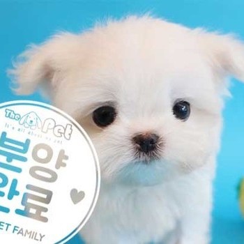 말티즈 ♂ 6.21 분양완료