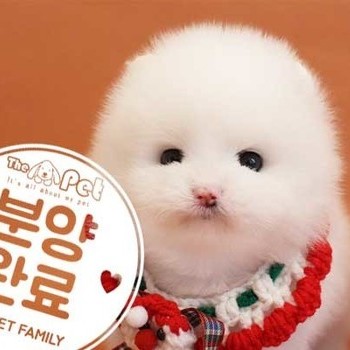 포메라니안 ♂ 10.13 분양완료
