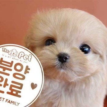 말티푸 ♂ 12.22 분양완료