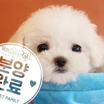 비숑프리제 ♂ 4.7 분양완료