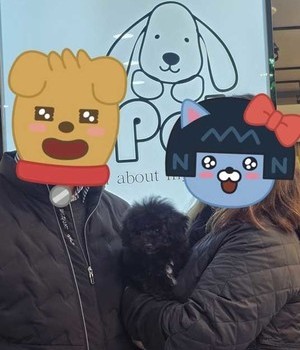 푸들 분양후기/중리점 [24.12.11]