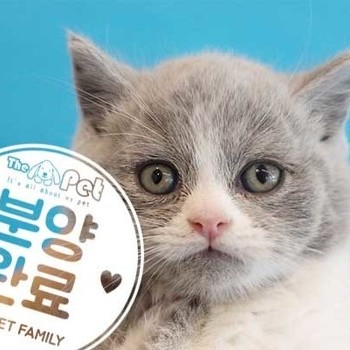 브리티쉬숏헤어 ♂ 2.25 분양완료