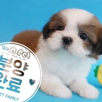 시츄 ♂ 5.25 분양완료
