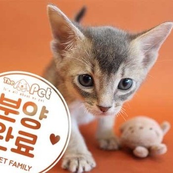  아비시니안 ♂ 3.22 분양완료