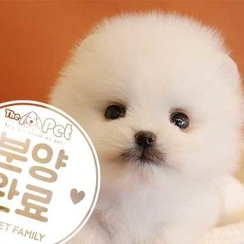 포메라니안 ♂ 11.30 분양완료