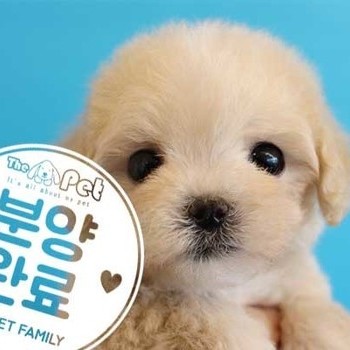 말티푸 ♀ 12.29 분양완료