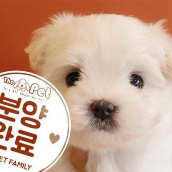 말티즈 ♂ 9.6 분양완료