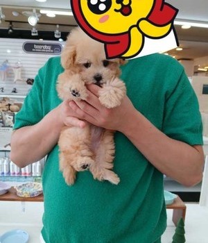말티푸 분양후기 [24.9.8]