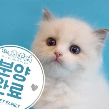랙돌 ♂ 5.20 분양완료