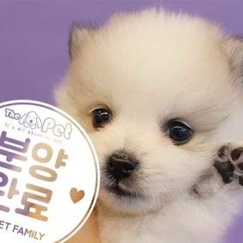 폼스키 ♀ 9.13 분양완료