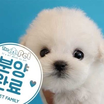 비숑프리제 ♂ 12.7 분양완료