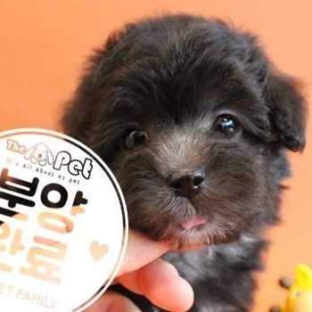 말티푸 ♂ 3.21 분양완료