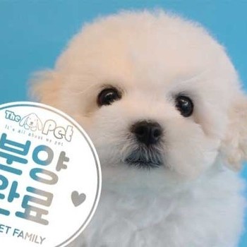 비숑프리제 ♀ 8.9 분양완료