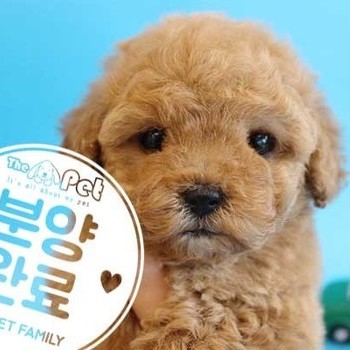  푸들 ♂ 3.7 분양완료