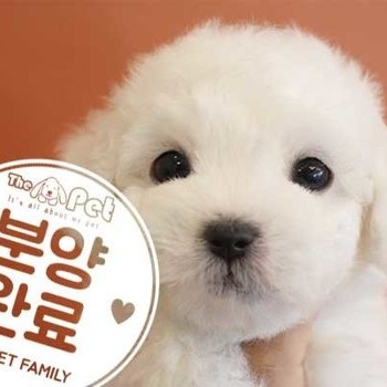 비숑프리제 ♂ 10.27 분양완료