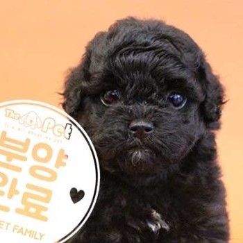 푸들 ♀ 4.6  분양완료