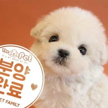 말티푸 ♂ 3.20 분양완료