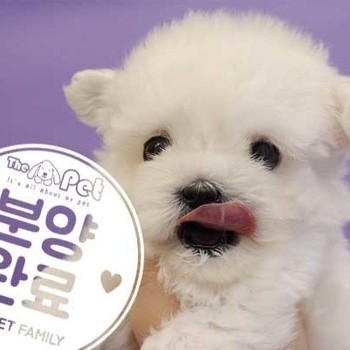 말티푸 ♀ 9.21 분양완료