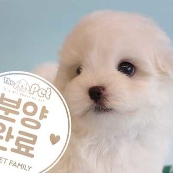 말티푸 ♂ 7.7 분양완료