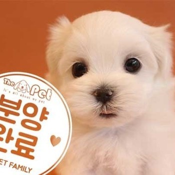 말티즈 ♂ 4.6 분양완료