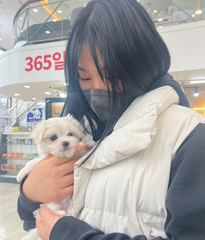 말티즈 분양후기 [23.12.14]
