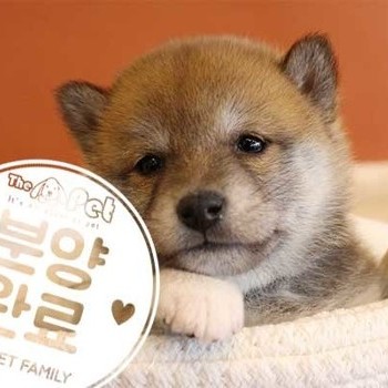 시바이누 ♀ 1.5 분양완료