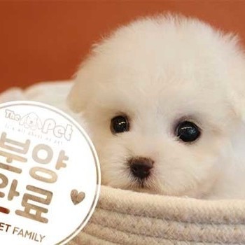 비숑프리제 ♀ 4.25 분양완료