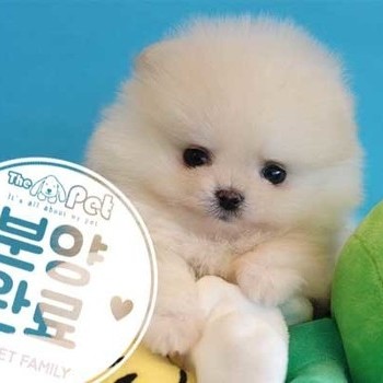 포메라니안 ♂ 1.14 분양완료