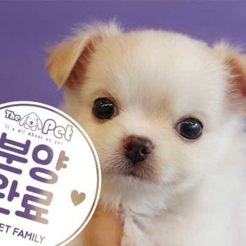 장모치와와 ♂ 8.17 분양완료