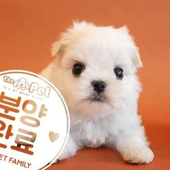 말티즈 ♂ 7.21 분양완료