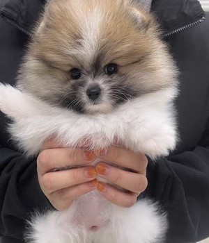 포메라니안 분양후기 [24.12.14]