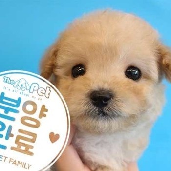푸숑 ♂ 3.7 분양완료