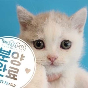 먼치킨 ♂ 2.24 분양완료