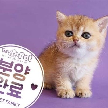 브리티쉬숏헤어 ♀ 10.14 분양완료