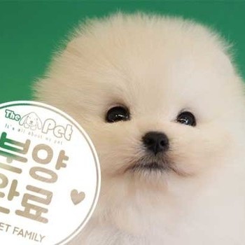 포메라니안 ♂ 09.27 분양완료