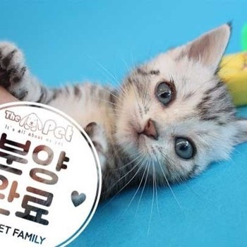 아메리칸숏헤어 ♀ 4.15 분양완료