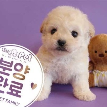  말티푸 ♂ 10.8 분양완료