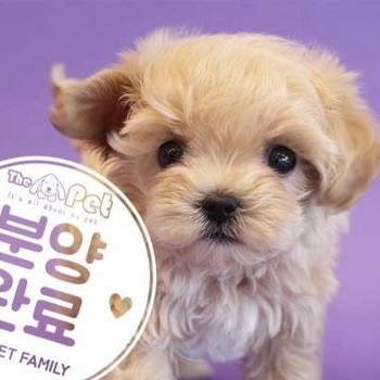  말티푸 ♀ 9.20 분양완료