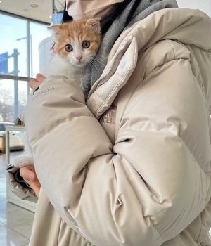 브리티쉬 분양후기 [24.1.27]