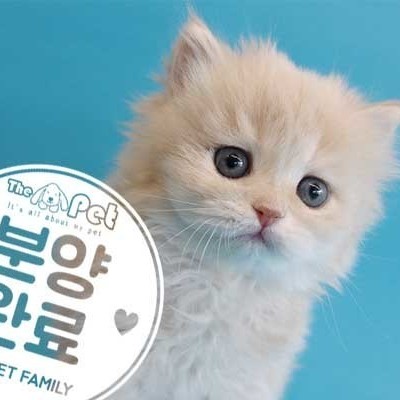페르시안 ♂ 12.05 분양완료