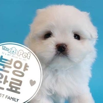 말티즈 ♂ 8.9 분양완료