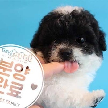 말티푸 ♂ 8.9 분양완료