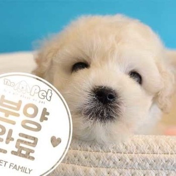 푸숑 ♂ 12.8 분양완료