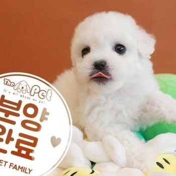 비숑프리제 ♀ 3.21 분양완료