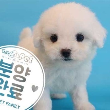 비숑프리제 ♂ 7.3 분양완료