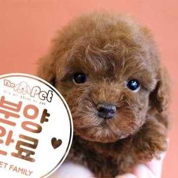 푸들 ♂ 6.29 분양완료