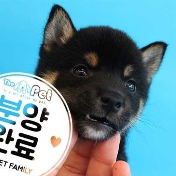 시바이누 ♀ 4.10 분양완료