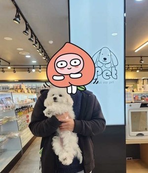 비숑프리제 분양후기/중리점 [24.2.27]